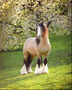 One Of The Most Famous Of The Baroque Type Horses The Andalusian 1