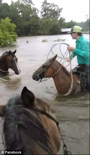 The Rest Of The Video Shows The Man And Horses Trying To Get Through The Water